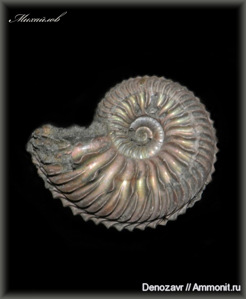 аммониты, моллюски, Cardioceras, Ammonites