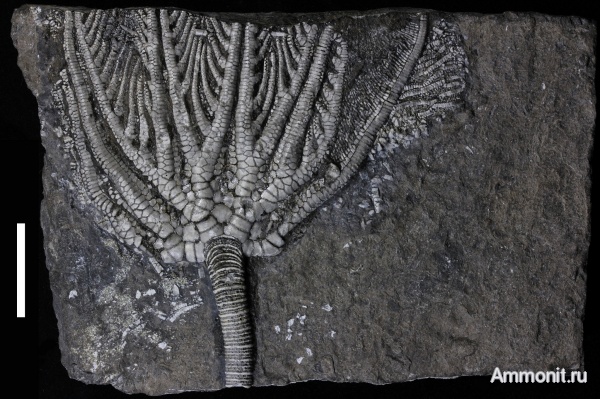 морские лилии, триас, криноидеи, Crinoidea, Traumatocrinus, Encrinida, Triassic