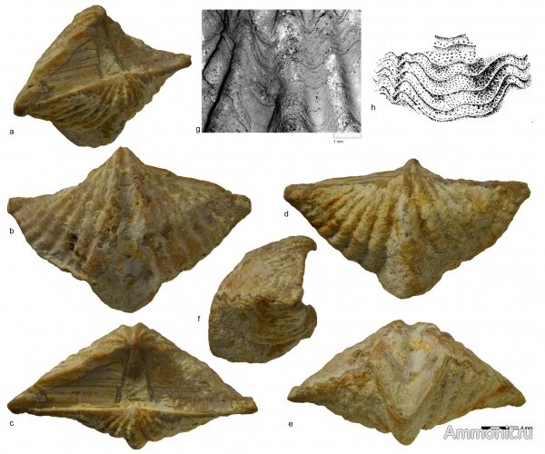 брахиоподы, Гжель, Laioporella, Spiriferinida, Laioporella modesta