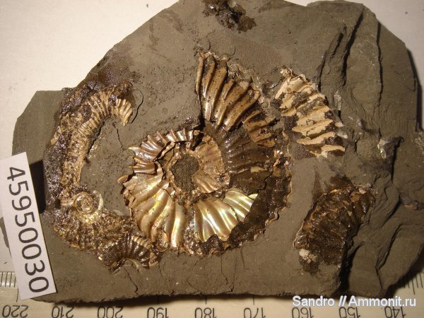 гетероморфные аммониты, Deshayesites, heteromorph ammonites