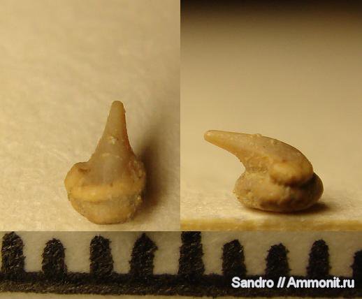 мел, сеноман, Squatirhina, Cenomanian, Cretaceous, Pseudomegachasma