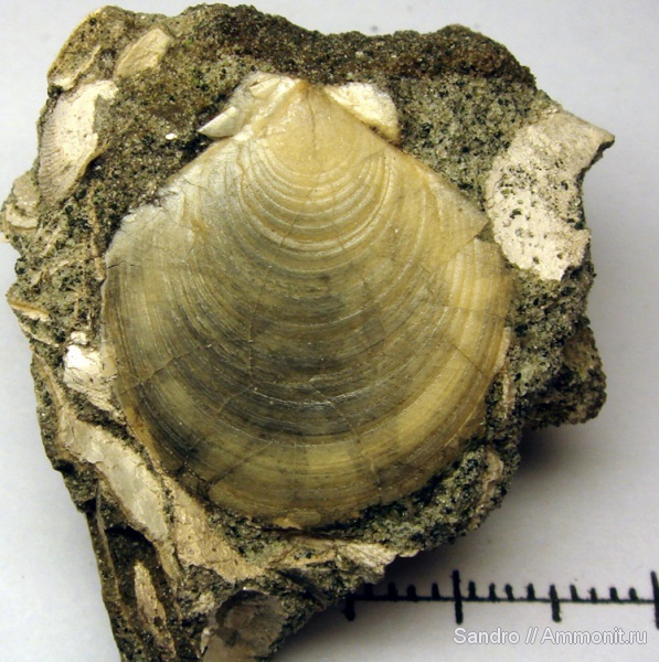 Entolium, Entolium erraticum