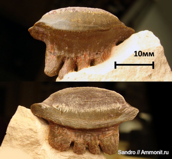 Polyrhizodus, Polyrhizodus concavus