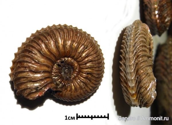 Cardioceras, Cardioceras cordatum, ?, Cardioceras quadrarium