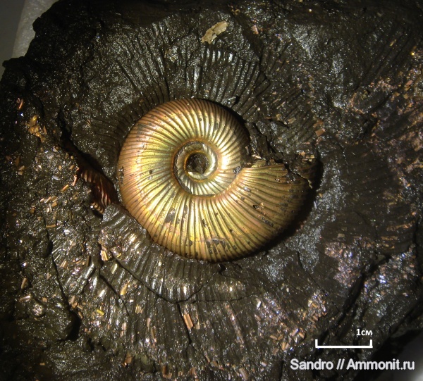 Perisphinctidae, Subdiscosphinctes