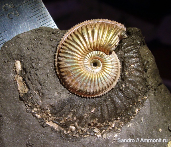 Amoeboceras, устье, вентральный ростр, ventral rostrum