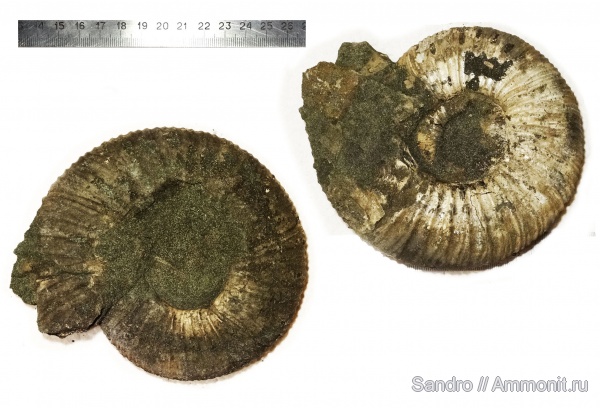 Virgatites, макроконхи, Virgatites virgatus, жилая камера, Macroconchs