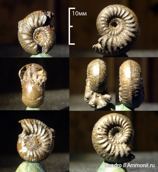 Amoeboceras, Desmosphinctes, ?, Amoeboceras zieteni, Plasmatites zieteni