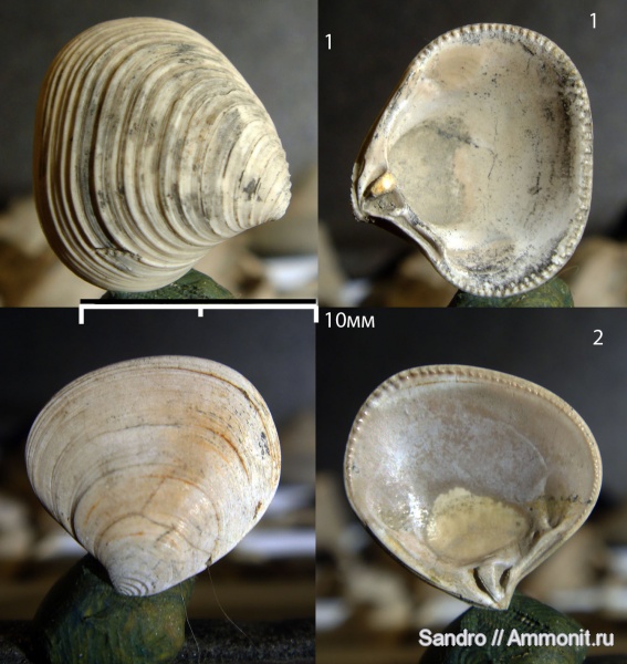 Astarte, Pressastarte trembiazensis, Pressastarte, Pressastarte depressoides