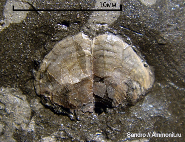 Dichotomosphinctes, аптихи, Perisphinctidae, ?