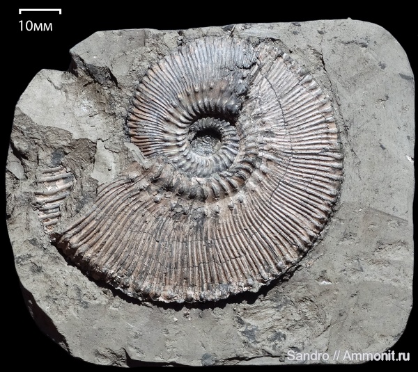 Kosmoceras, Kosmoceras proniae