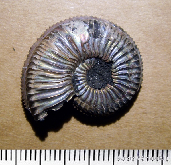 Amoeboceras, прижизненные повреждения, ammonoid sublethal injuries