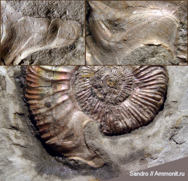 Binatisphinctes, ушки, устье, Binatisphinctes mosquensis, параболы