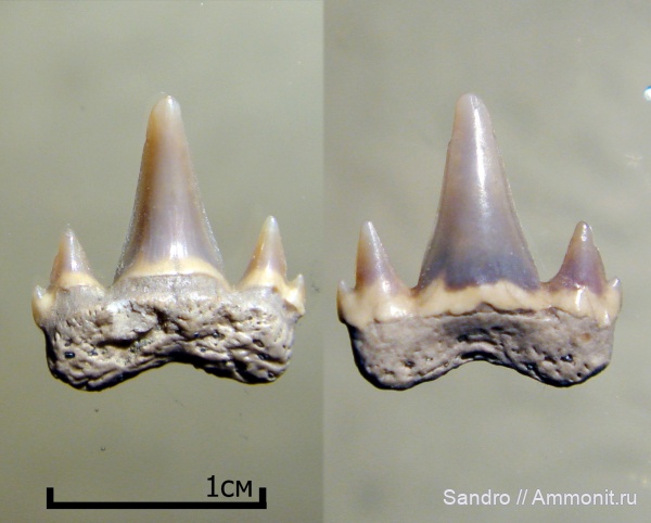 Eostriatolamia, Carcharias, Odontaspididae