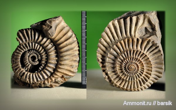 аммониты, ушки, Parkinsonia, устье, Ammonites, Microconchs, lappets