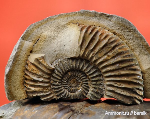 аммониты, Ammonites