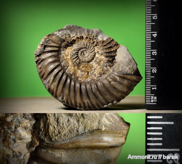 аммониты, ушки, Parkinsonia, устье, Ammonites, Microconchs, lappets