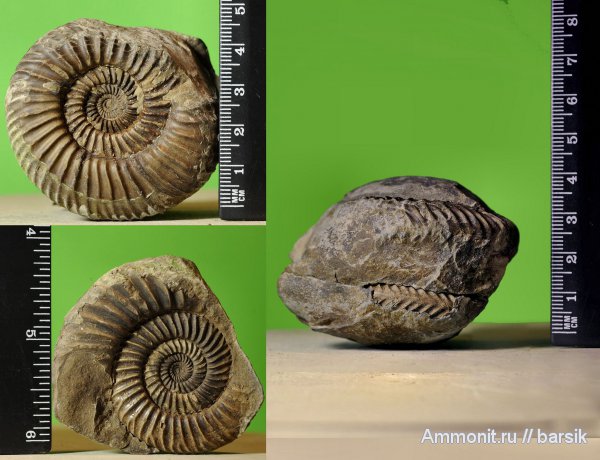 аммониты, Parkinsonia, Ammonites