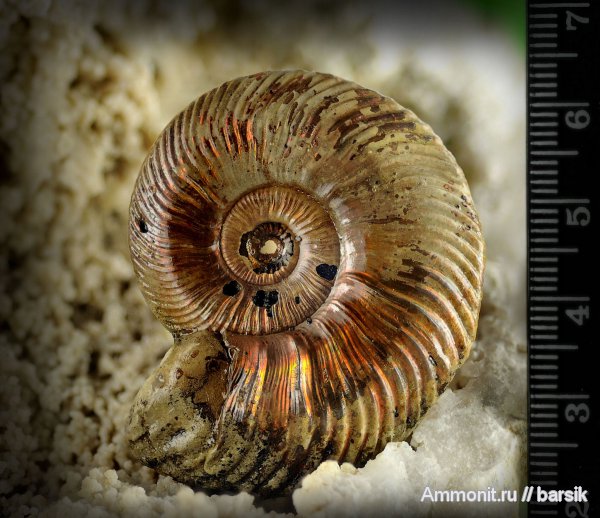 аммониты, Quenstedtoceras, Quenstedtoceras lamberti, Ammonites