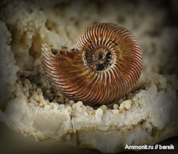 аммониты, Quenstedtoceras, Quenstedtoceras lamberti, Ammonites