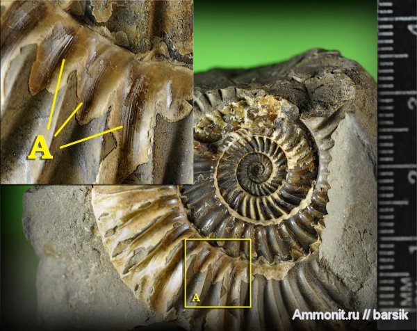 аммониты, Parkinsonia, Ammonites