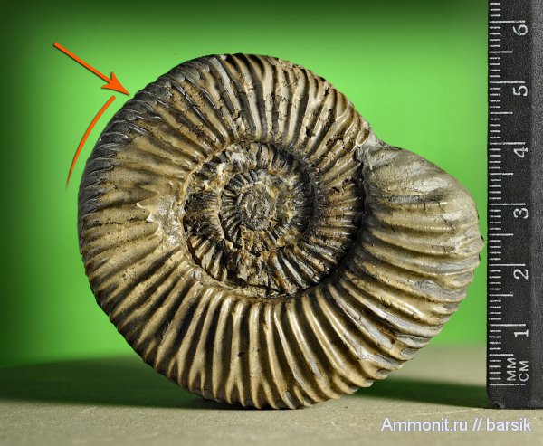 аммониты, Parkinsonia, Ammonites