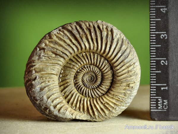 аммониты, Parkinsonia, Ammonites