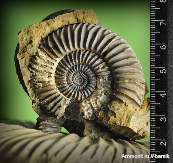 аммониты, Parkinsonia, Ammonites