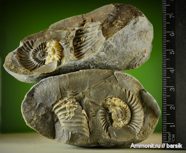 аммониты, Parkinsonia, Ammonites