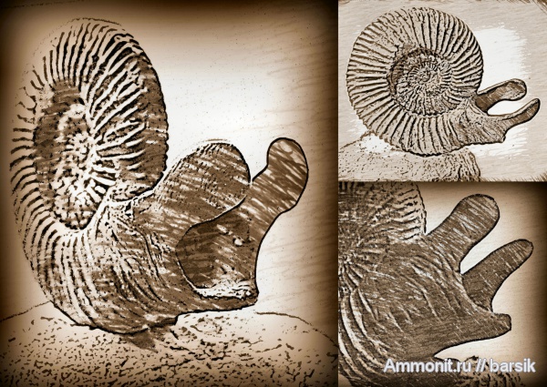 аммониты, ушки, Parkinsonia, устье, Ammonites, Microconchs, lappets