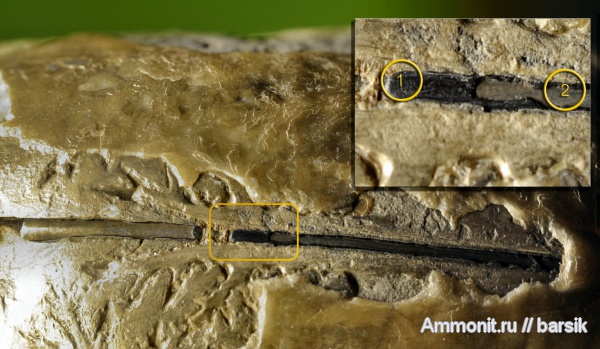 аммониты, сифон, Ammonites