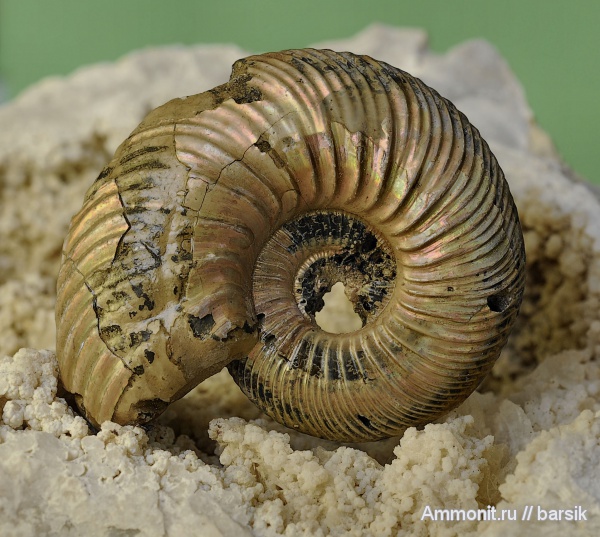 аммониты, Quenstedtoceras, Ammonites