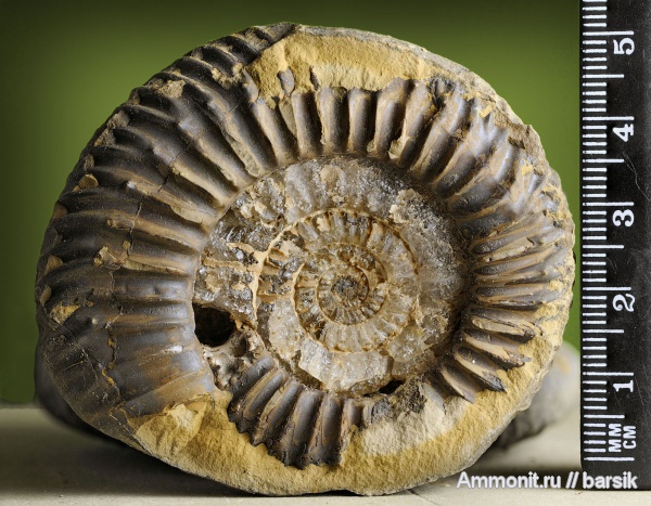 аммониты, Parkinsonia, Ammonites