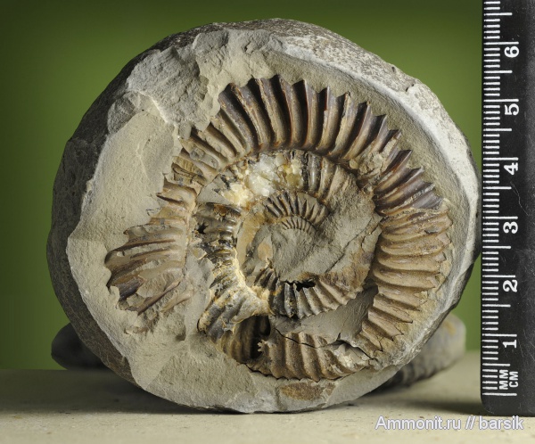 аммониты, Parkinsonia, Ammonites