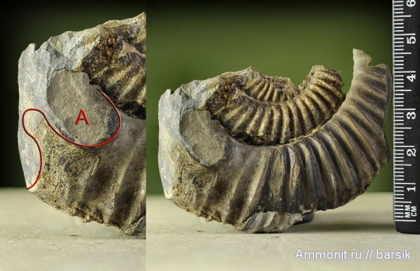 аммониты, ушки, Parkinsonia, устье, Ammonites, Microconchs, lappets