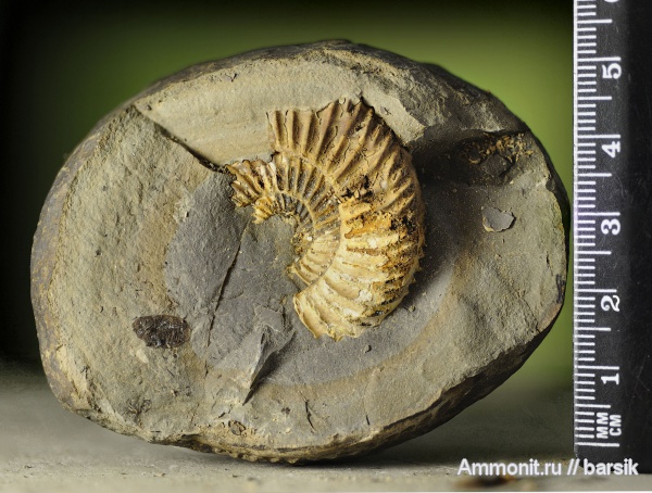 аммониты, Parkinsonia, Ammonites