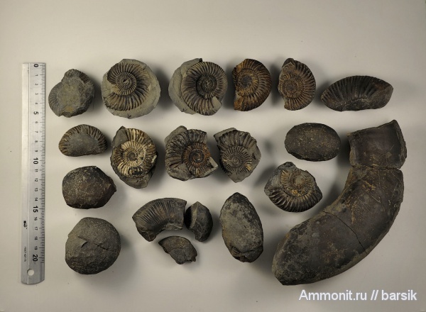 аммониты, Parkinsonia, Ammonites, Parkinsoniidae