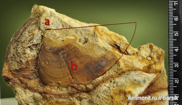 аммониты, аптихи, Ammonites, Laevaptychus, Aptychi