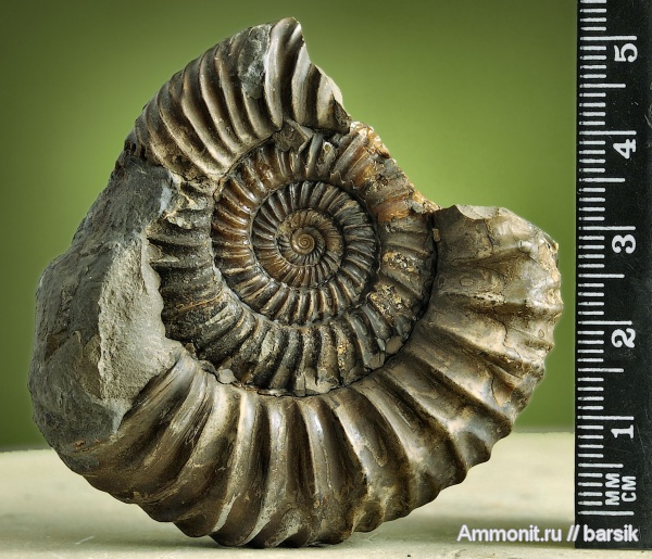 аммониты, Parkinsonia, Ammonites, Parkinsoniidae