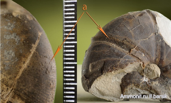 аммониты, Calliphylloceras platilateralis, Ammonites