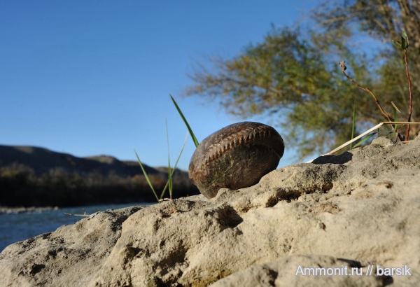 аммониты, Ammonites, Parkinsoniidae