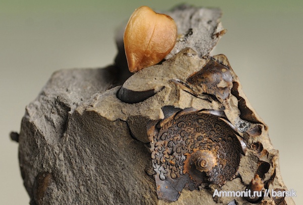 аммониты, Ammonites, лопастные линии, Phylloceratidae