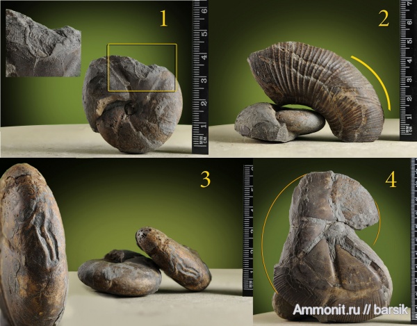 аммониты, прижизненные повреждения, Calliphylloceras, Ammonites, вентральные укусы, ventral bite marks