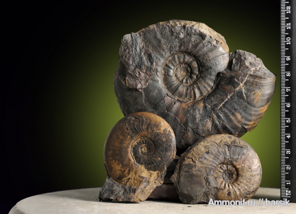 аммониты, юра, тоар, Ammonites, Pleydellia, Hildoceratidae, Toarcian, Jurassic