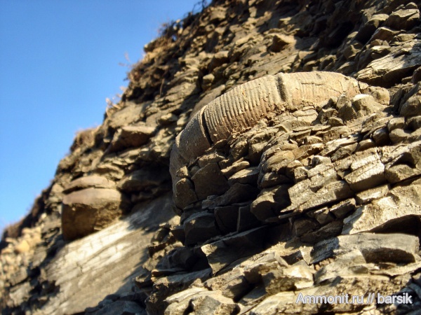 аммониты, байос, Ammonites, Holcophylloceras zignodianum, Bajocian