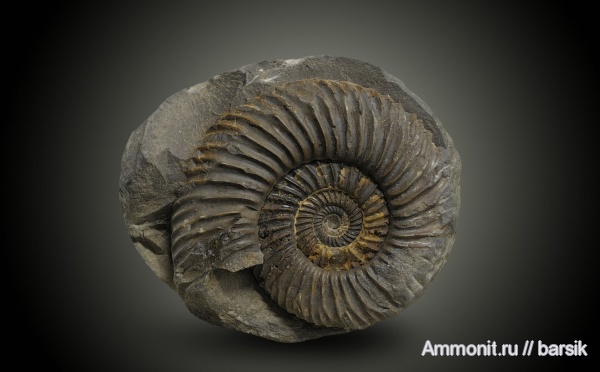 аммониты, байос, Parkinsonia, Ammonites, Bajocian