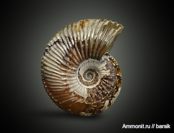 аммониты, Pseudocadoceras, Ammonites