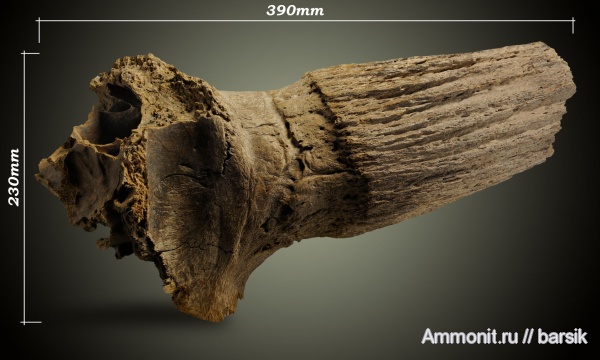 млекопитающие, Bison priscus