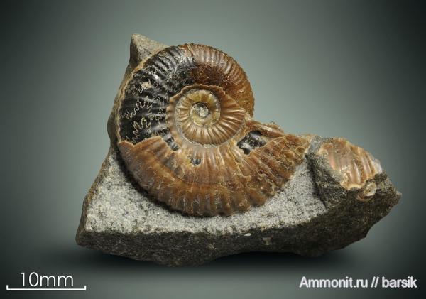 аммониты, мел, апт, Ammonites, Acanthohoplites, Parahoplitidae, Aptian, Cretaceous