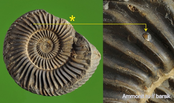 аммониты, гастроподы, Parkinsonia, р. Большой Зеленчук, обрастание аммонитов, Rarecostites, Кяфар, колпачковая гастропода, Discinisca